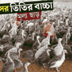 ১ মাস বয়সী তিতির পাখি (Guina Fowl–1 Month Old)